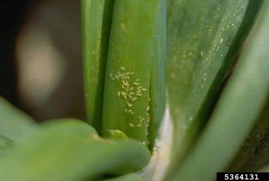 Small orange bumps on onion leaf.